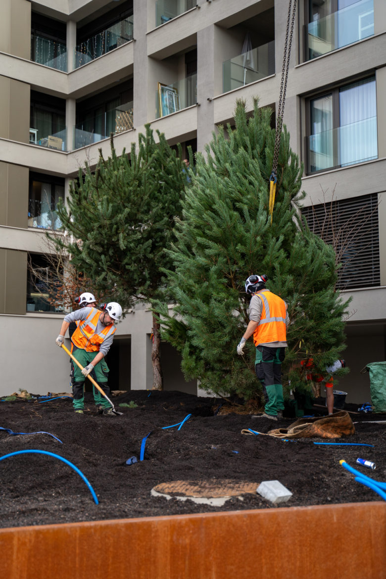 Plantations grutage Concorde - Decembre 2025-16