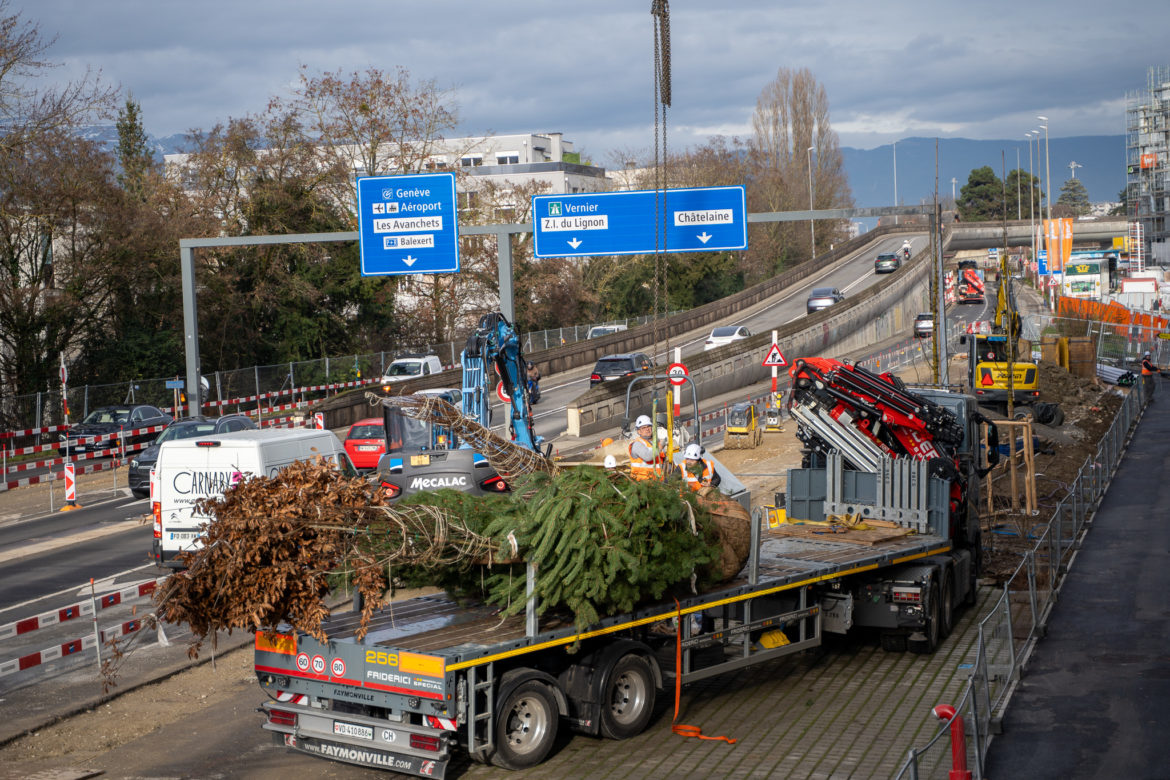 Plantations grutage Concorde - Decembre 2025-16