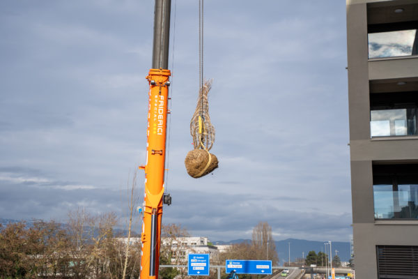 Plantations grutage Concorde - Decembre 2025-16