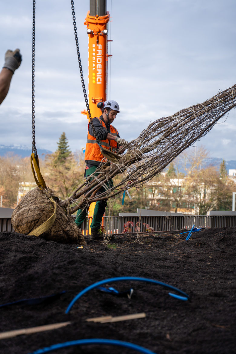 Plantations grutage Concorde - Decembre 2025-16