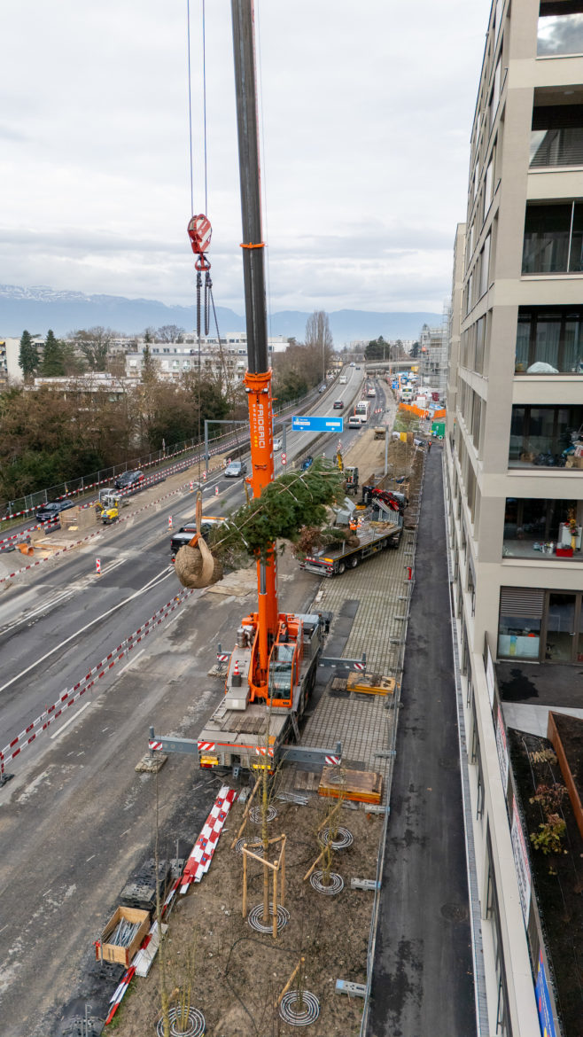 Plantations grutage Concorde - Decembre 2025-16