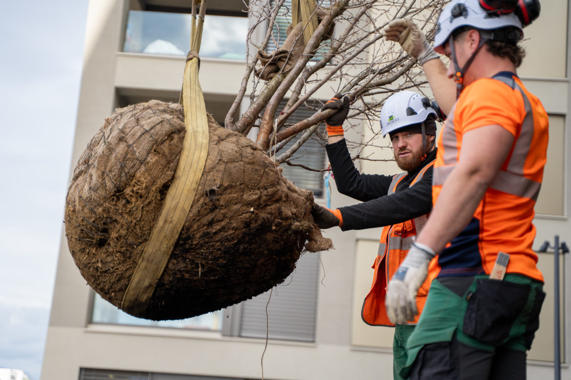 Plantations grutage Concorde - Decembre 2025-16