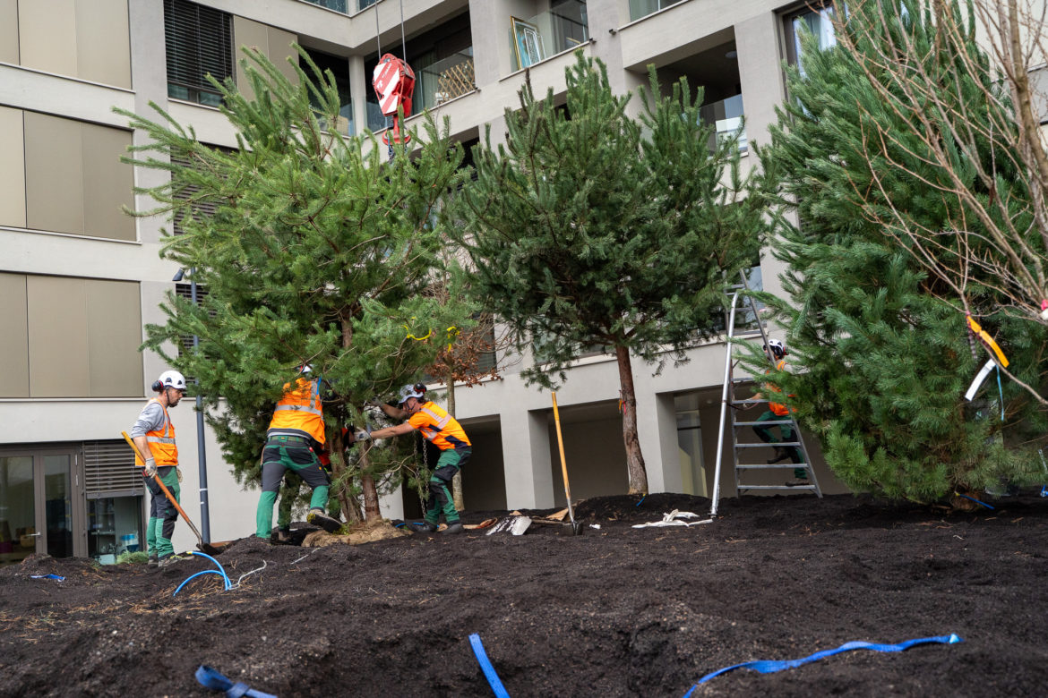 Plantations grutage Concorde - Decembre 2025-16