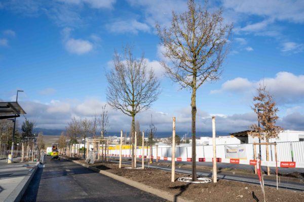 Transplantation d’arbres BHNS Genève
