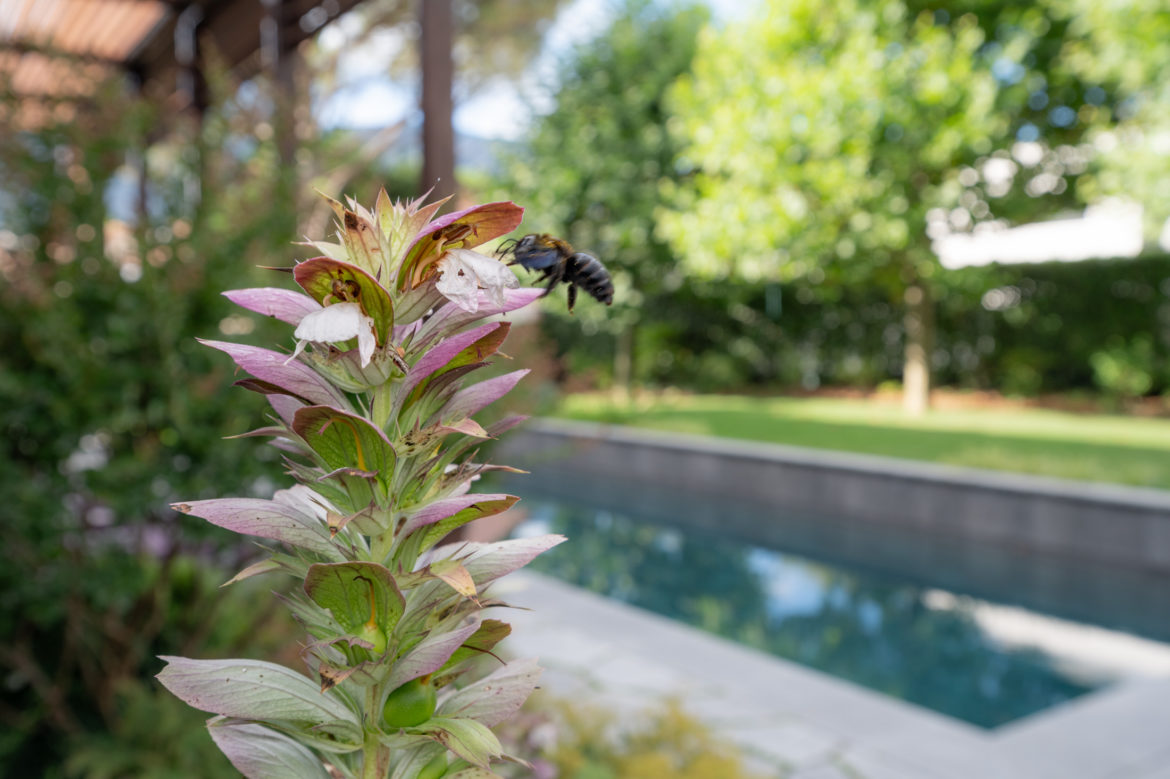 Jacquet Jardin privé 2024 - Geneve Vessy